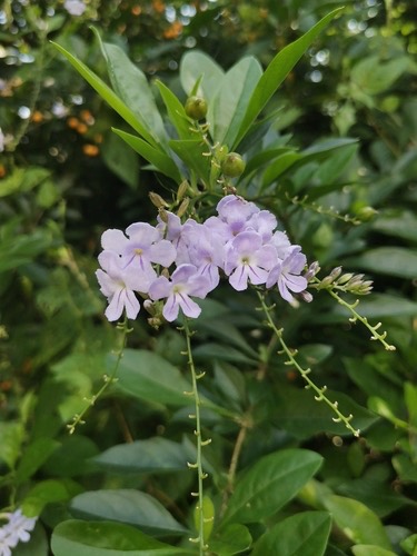 เทียนหยด · Skyflower · Duranta erecta