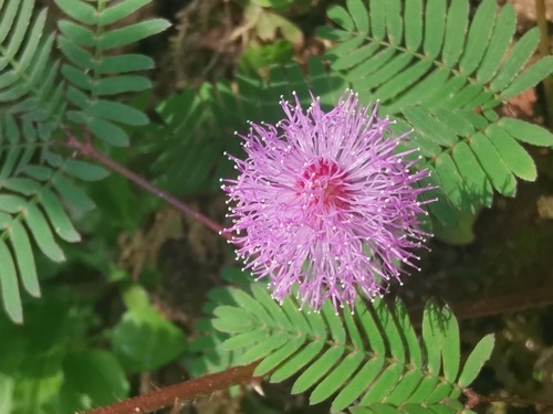 ไมยราบ · Sensitive Plant · Mimosa pudica