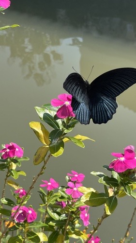ผีเสื้อหางติ่งนางละเวง · Great Mormon · Papilio agenor