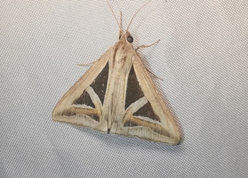 Triangles · Trigonodes hyppasia