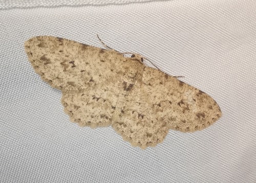 Burmese Engrailed Moth · Ectropis bhurmitra