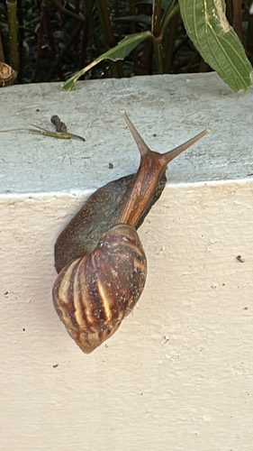 หอยทากยักษ์แอฟริกา · African Giant Snail · Lissachatina fulica
