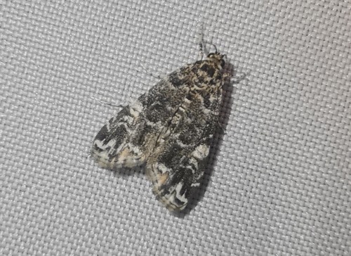 Elophila melagynalis
