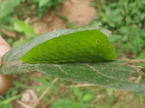 ผีเสื้อหนอนจำปีธรรมดา · Tailed Jay · Graphium agamemnon