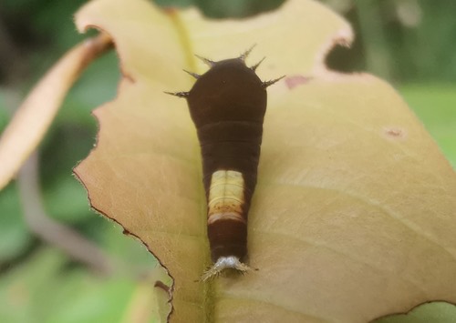ผีเสื้อหนอนจำปีธรรมดา · Tailed Jay · Graphium agamemnon