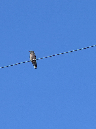 นกแอ่นพง · Ashy Woodswallow · Artamus fuscus