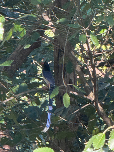 นกขุนแผน · Red-billed Blue-Magpie · Urocissa erythroryncha