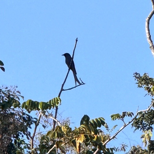 นกแซงแซวสีเทา · Ashy Drongo · Dicrurus leucophaeus