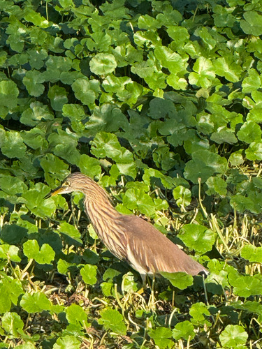 นกยางกรอกพันธุ์จีน · Chinese Pond-Heron · Ardeola bacchus