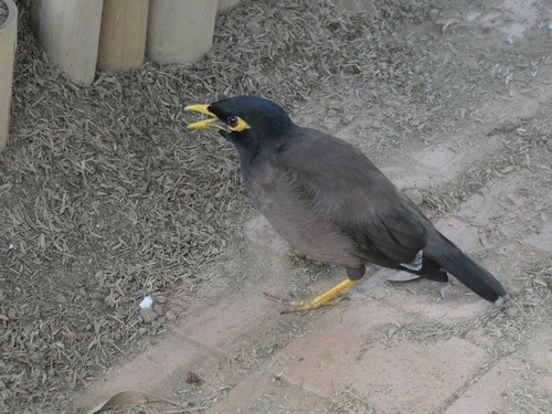 นกเอี้ยงสาริกา · Common Myna · Acridotheres tristis