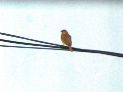 นกกระติ๊ดขี้หมู · Scaly-breasted Munia · Lonchura punctulata