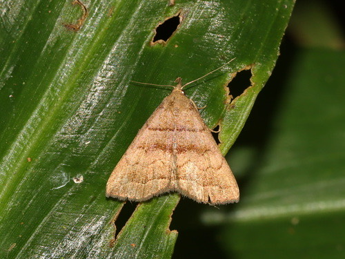 Herminia undulata
