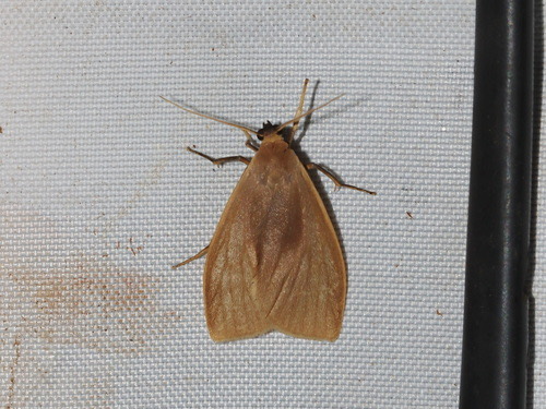 Nishada flabrifera