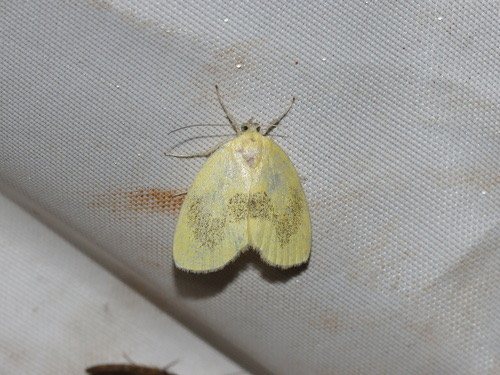 Ariolica nephodes
