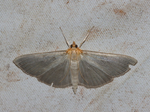 Pyrausta ciniferalis