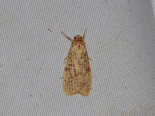 Dolgoma recta