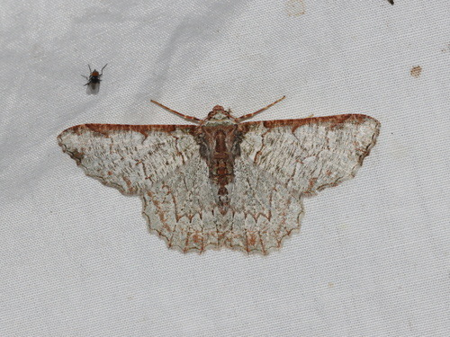 Lophophelma luteipes