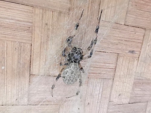 Asian Hermit Spider · Nephilengys malabarensis