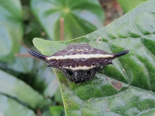 Parallel-spined Spiny Orbweaver · Gasteracantha diardi