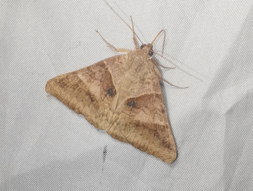 Brown-striped Semilooper · Mocis undata