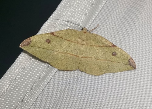 Hypochrosis hyadaria