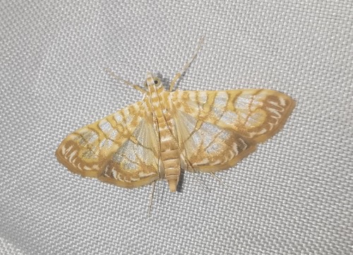 Variegated Pearl · Synclera traducalis