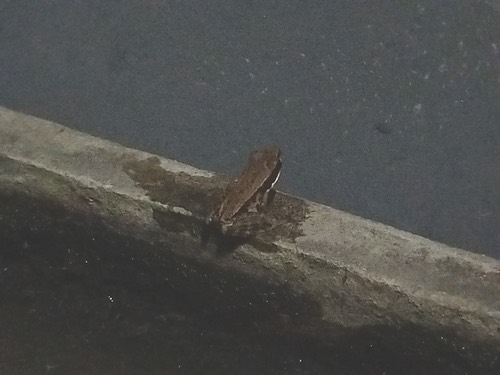 กบอ่องเล็ก · Black-striped Frog · Hylarana nigrovittata