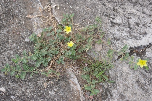 โคกกระสุน · puncture vine · Tribulus terrestris