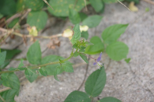 ผักเสี้ยนขน · Purple Cleome · Cleome rutidosperma