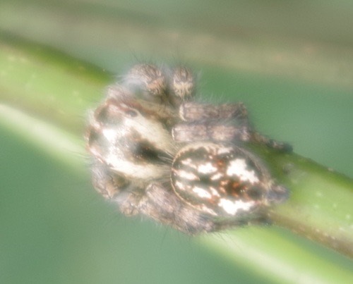 Carrhotus viduus