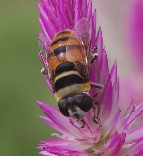 Phytomia argyrocephala