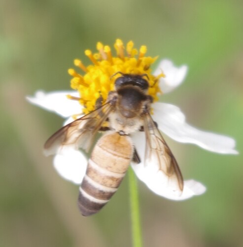 ผึ้งหลวง · Giant Honey Bee · Apis dorsata