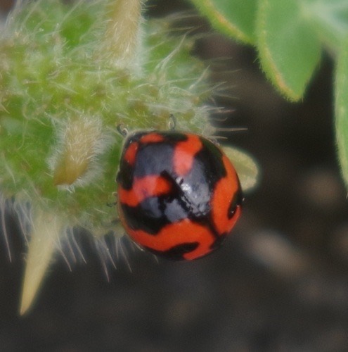 ด้วงเต่าลายขวาง · Small Transverse Ladybird Beetle · Coccinella transversalis