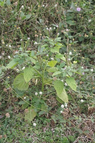 หญ้างวงช้าง · Indian Heliotrope · Heliotropium indicum