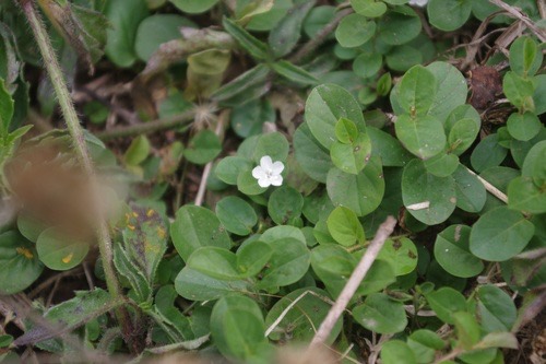ใบต่างเหรียญ · Dwarf Morning Glory · Evolvulus nummularius