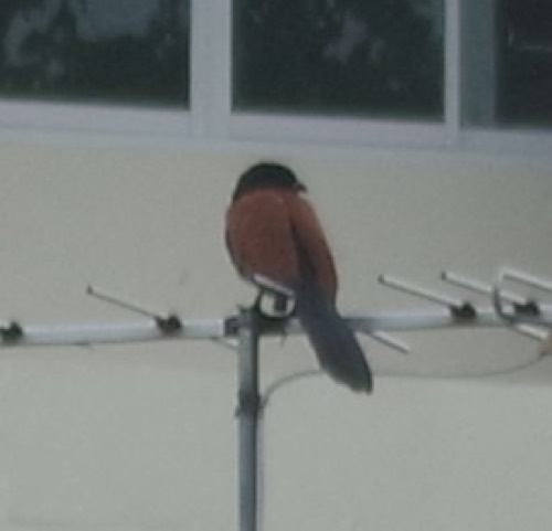 นกกระปูดใหญ่ · Greater Coucal · Centropus sinensis