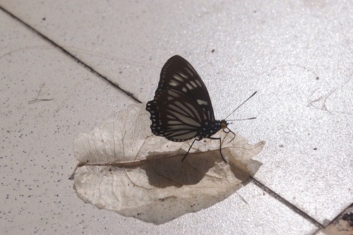 ผีเสื้อปีกเว้าธรรมดา · Courtesan · Euripus nyctelius