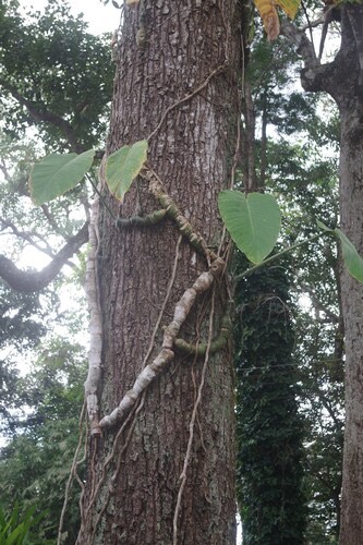 คอกิ่ง · Rhaphidophora megaphylla