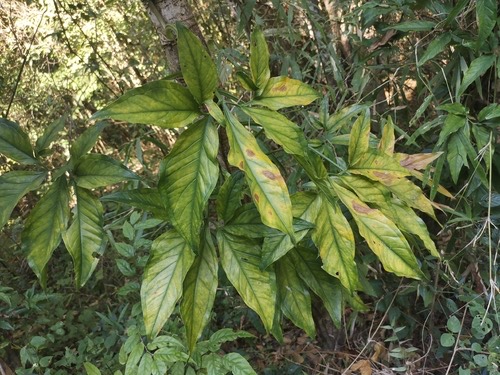 เงินไหลมาใบแฉก · fivefingers · Syngonium angustatum