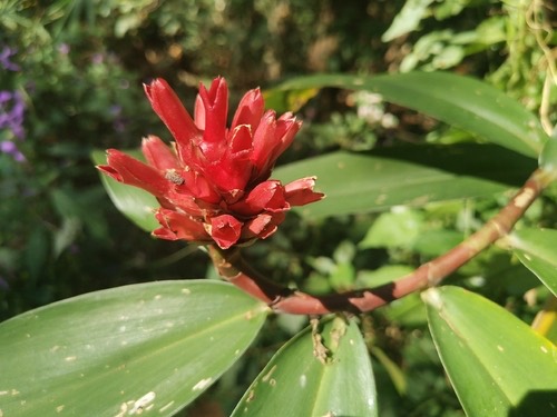 เอื้องหมายนา · Crêpe ginger · Hellenia speciosa