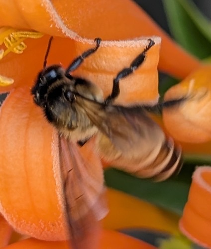 ผึ้งหลวง · Giant Honey Bee · Apis dorsata