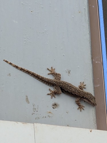 จิ้งจกบ้านหางแบน · Flat-tailed House Gecko · Hemidactylus platyurus