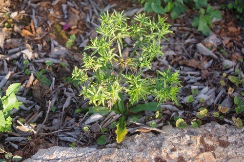 ผักชีฝรั่ง · Mexican Culantro · Eryngium foetidum