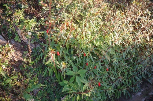 อั่งเปา · Bolivian Sunset · Seemannia sylvatica