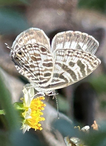 ผีเสื้อฟ้าลาย · Zebra Blue · Leptotes plinius