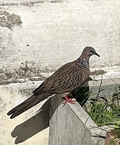 นกเขาใหญ่ · Spotted Dove · Spilopelia chinensis
