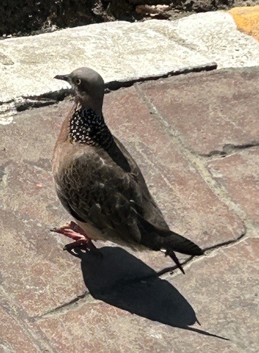 นกเขาใหญ่ · Spotted Dove · Spilopelia chinensis