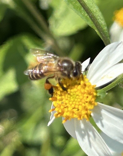 ผึ้งโพรง · Asian Honey Bee · Apis cerana