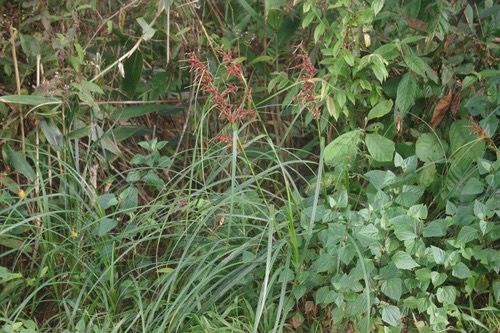 หญ้าคมบาง · Carex baccans