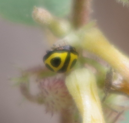 Oenopia kirbyi